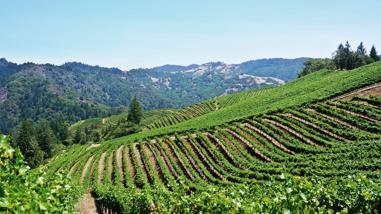 2013 Hidden Ridge Vineyard Cabernet Sauvignon 55% Slope Sonoma County