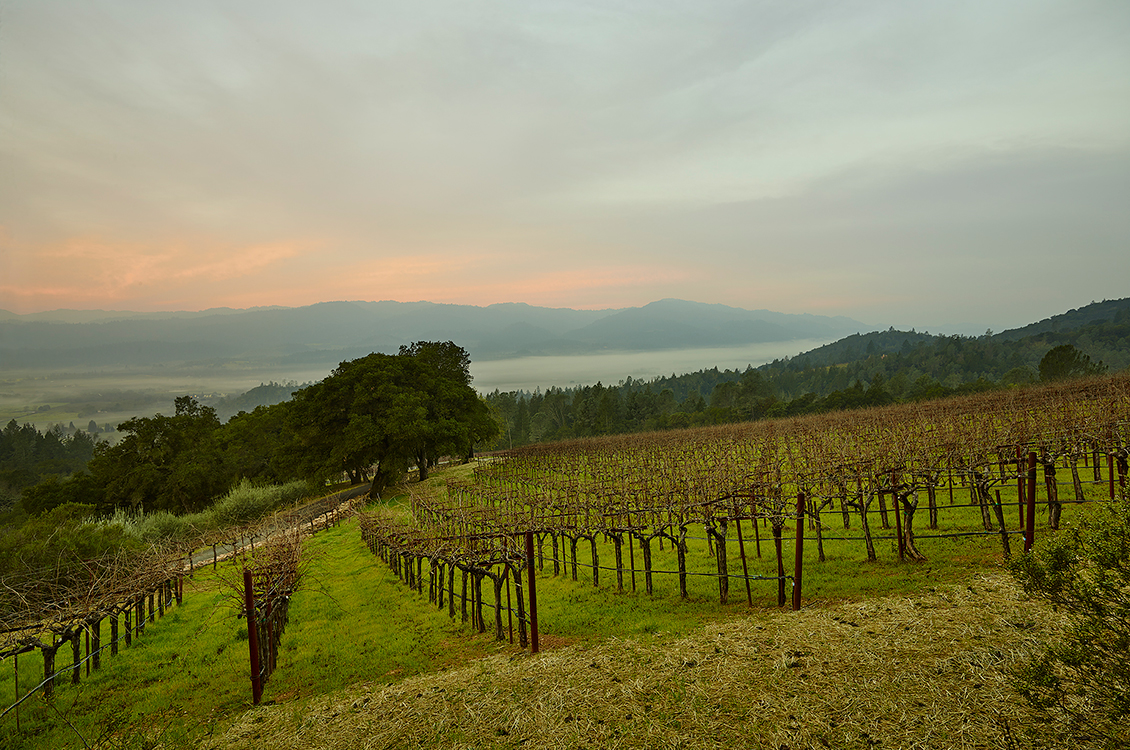 2013 VASO by Dana Estates Cabernet Sauvignon Napa Valley