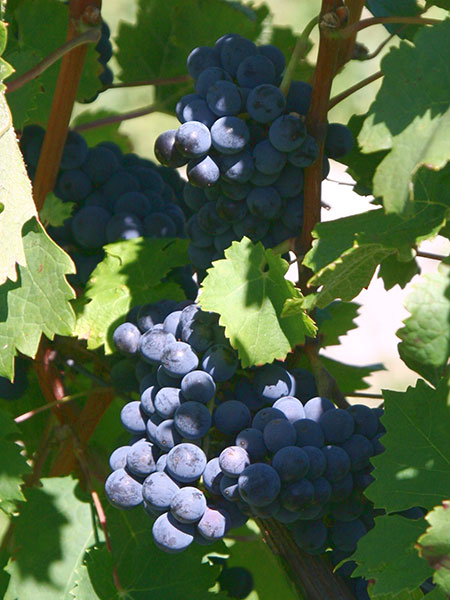 Cabernet Franc