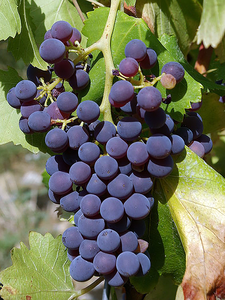 Grenache
