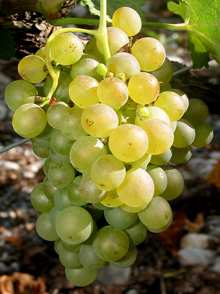 Marsanne