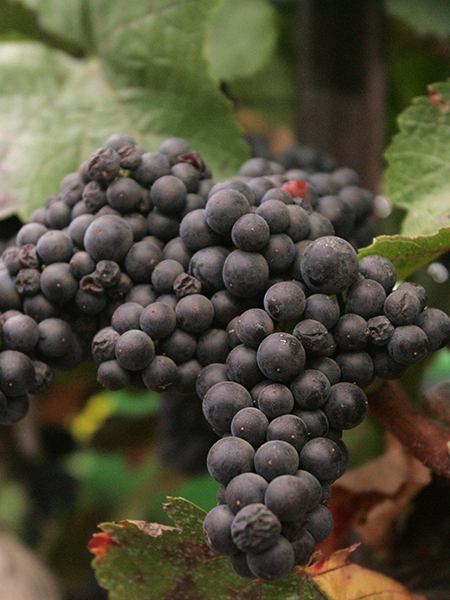 Petite Sirah