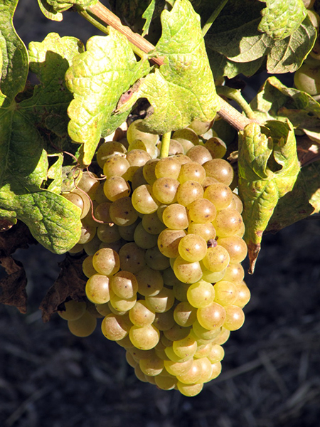 Roussanne
