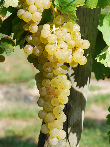 Trebbiano