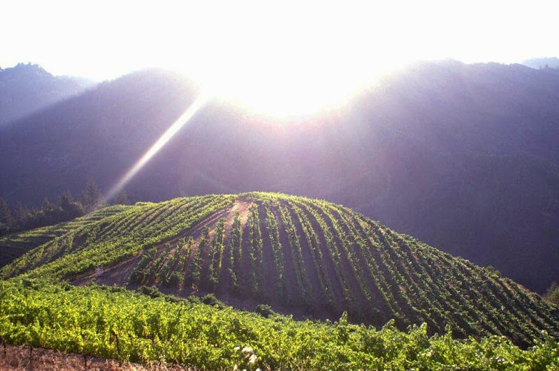 Hidden Ridge Vineyard