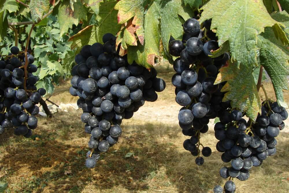 Primitivo