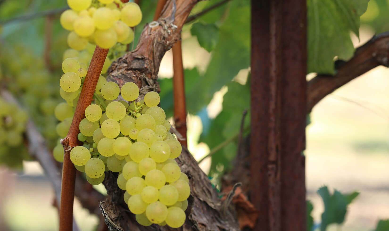 Russian River Valley