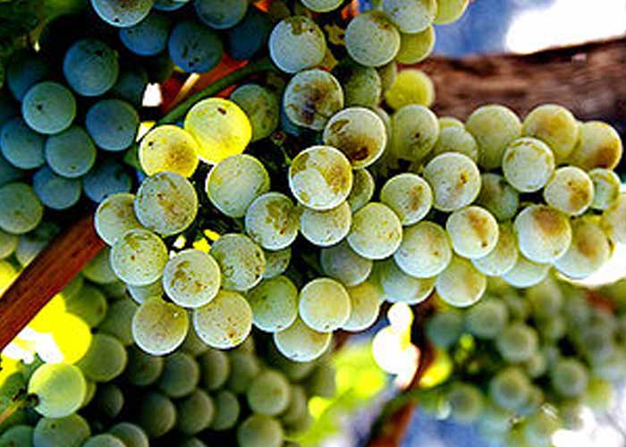 Semillon