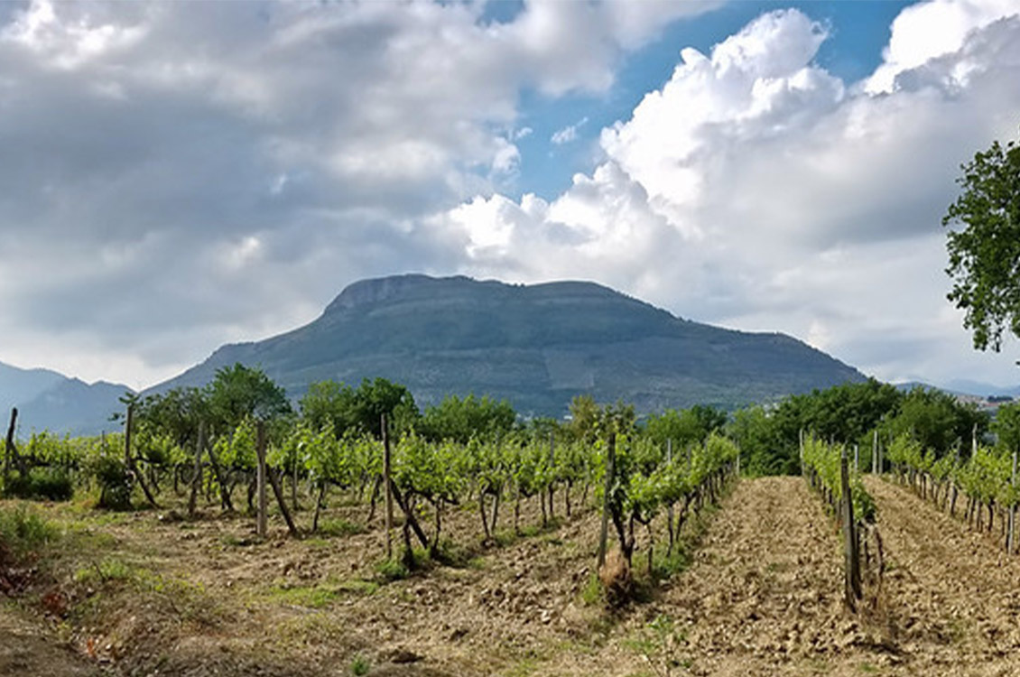 2016_Montevetrano_Colli_di_Sal