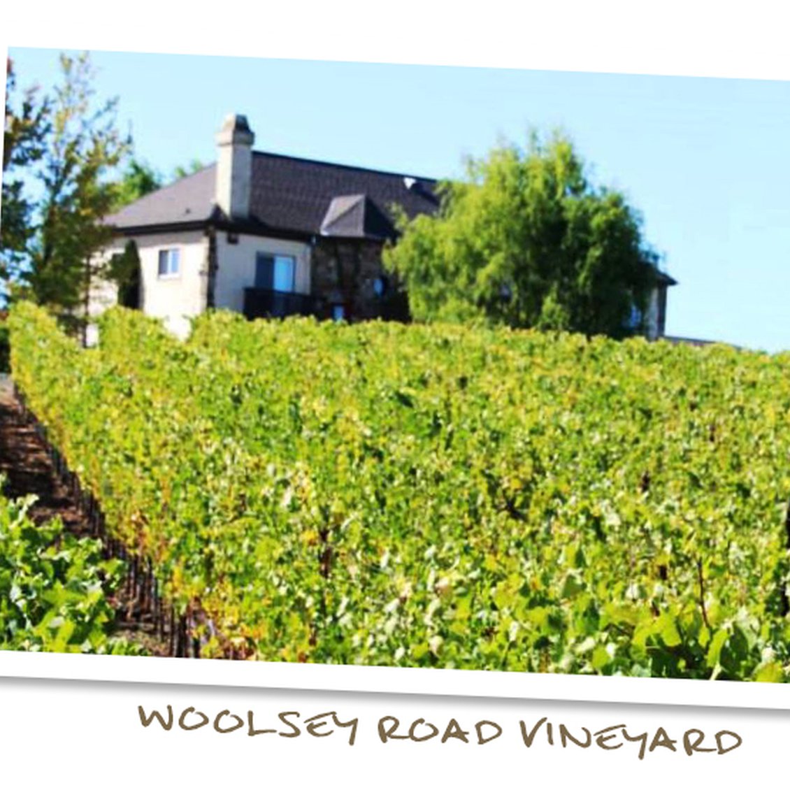 Woolsey Road Vineyard, Sonoma