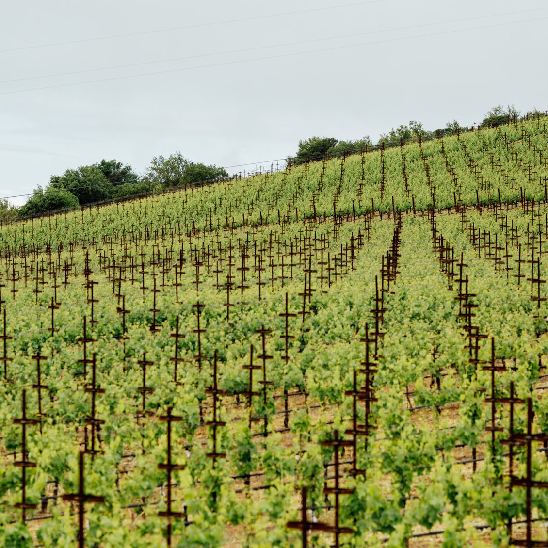 2013 Caymus Vineyards 