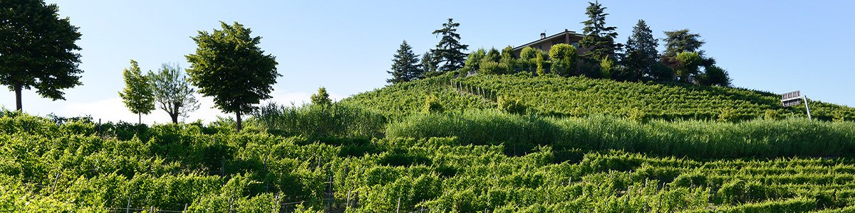 2015 Massimo Rattalino Barbaresco Quarantadue42 DOCG