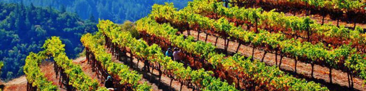 2017 Hidden Ridge Vineyard Cabernet Sauvignon Sonoma County