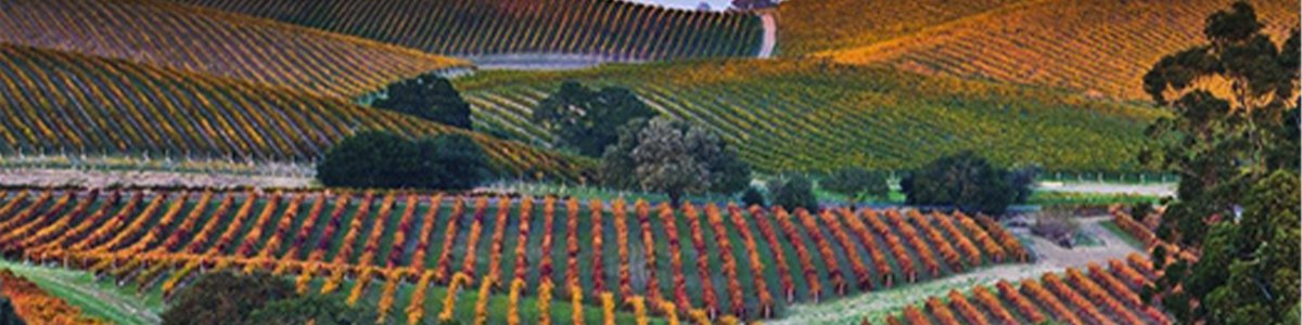 2017 The Phoenix Cabernet Sauvignon Napa Valley
