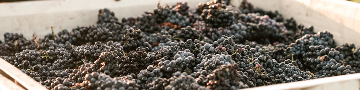 2018 Domaine Nico Soeur et Freres Grand Mere Pinot Noir Mendoza