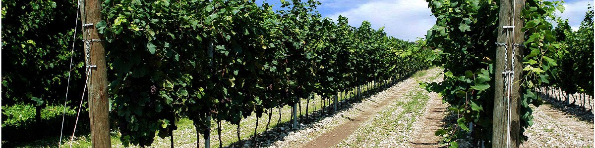 NV Corazza Prosecco Extra Dry Treviso Italy