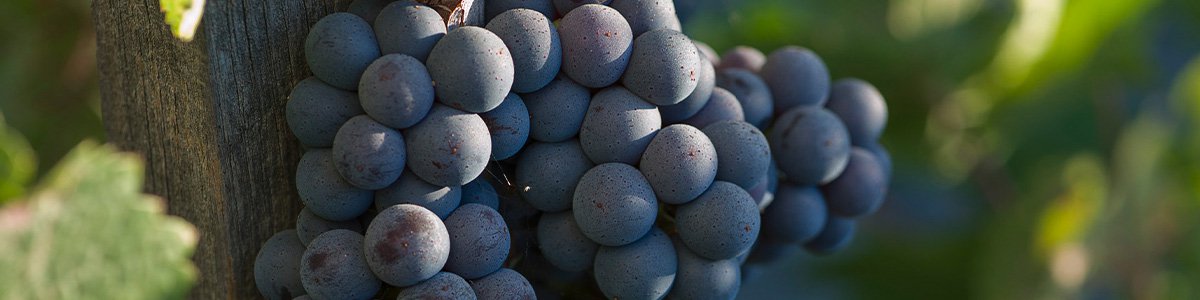 2019 Frog's Leap Winery Zinfandel Napa Valley