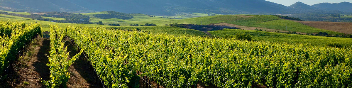2013 Patel Red Wine Napa Valley