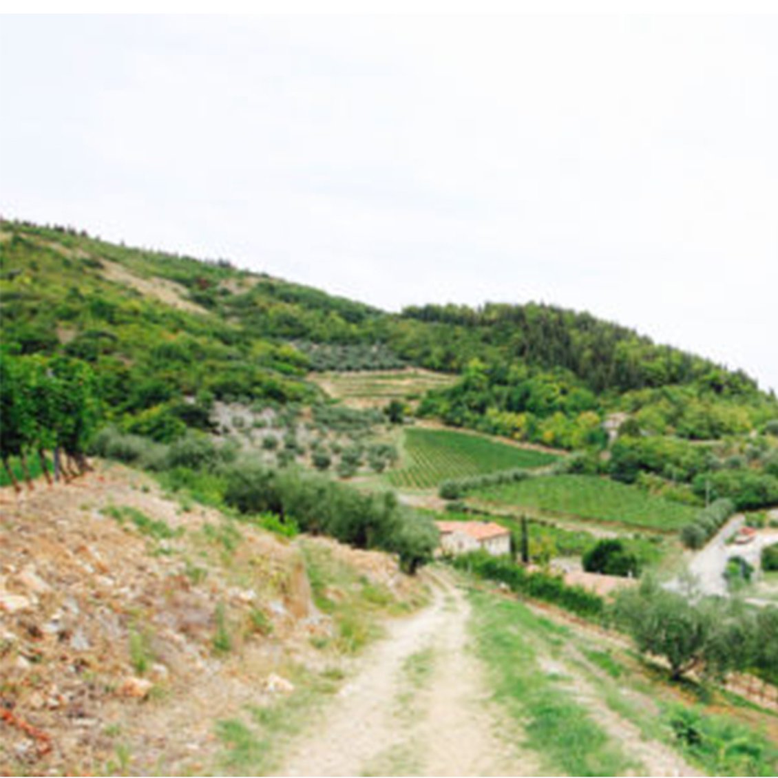 2013 Fratelli Zeni Vigne Alte Amarone della Valpolicella Classico